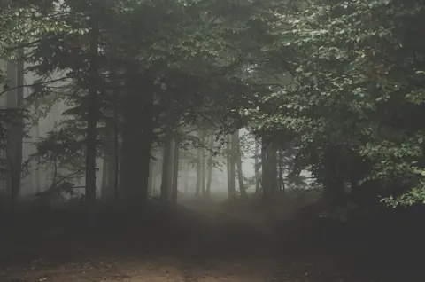 A forest in fog