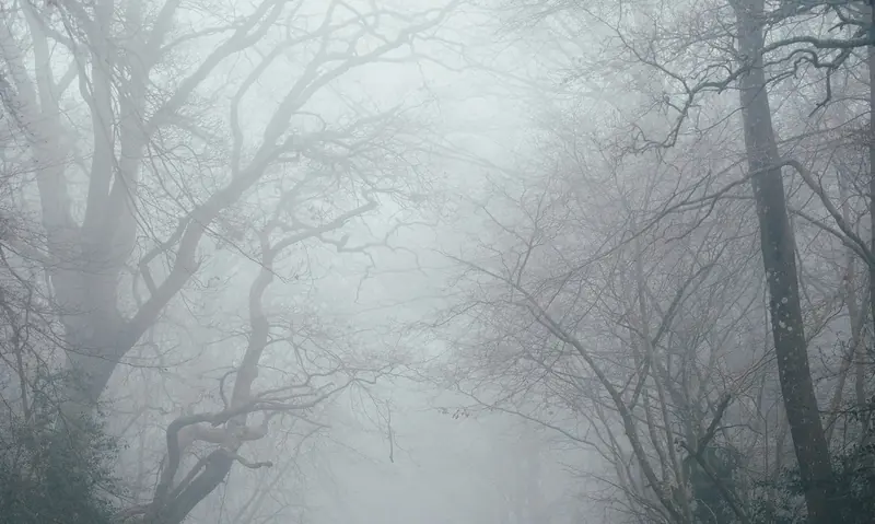 Bare trees in thick fog