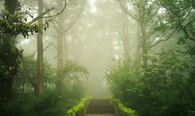 Stone steps into a green forest