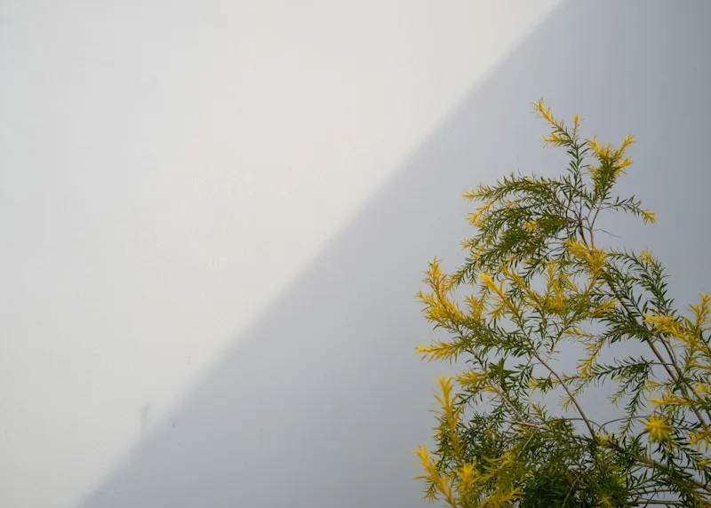 غصن بأزهار صفراء أمام جدار أبيض